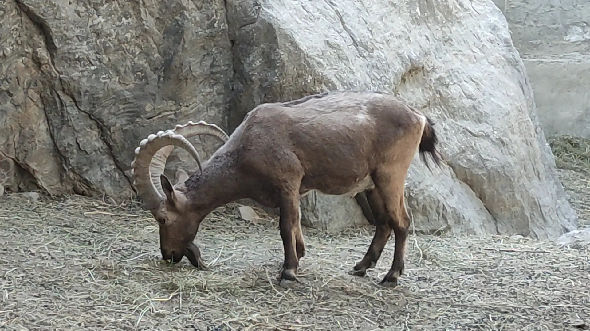 markhor 3