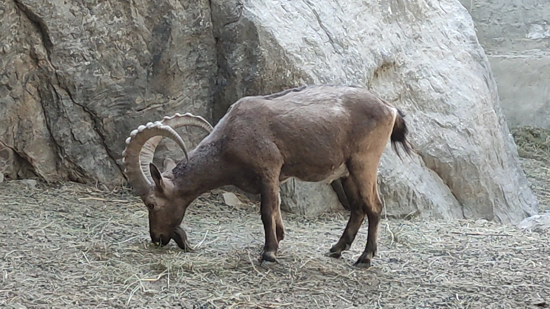 markhor