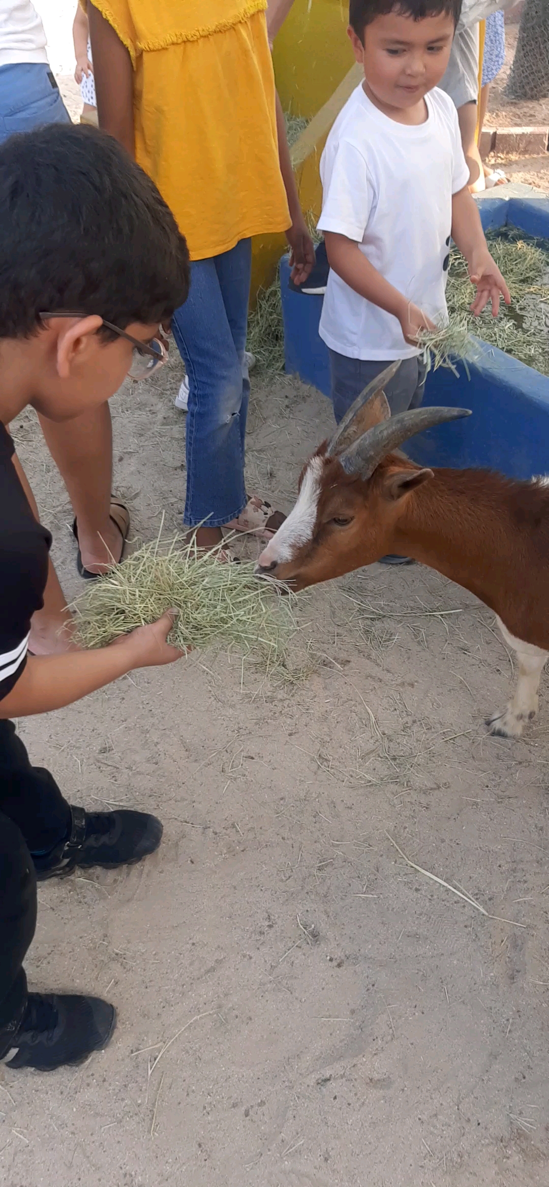 Goat feeding 